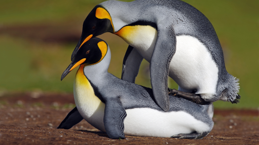 Para sig med släktingar? I naturen är det helt okej
