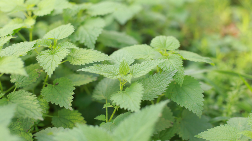 Brännässlor förekommer både i skogen och bebyggda områden. Foto: Shutterstock