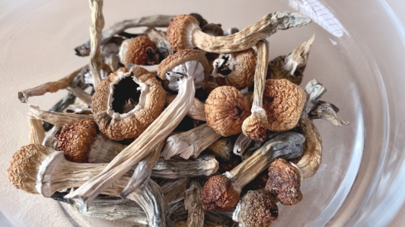 Psilocybin (magiska svampar) och psykoterapi – ny behandling mot depression