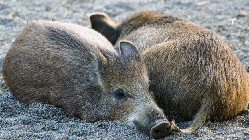 Afrikansk svinpest – en allvarlig virussjukdom som spridit sig över kontinenter