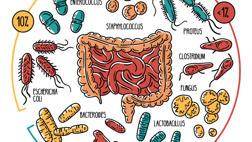 Tarmbakterier kan påverka effekten av vaccin