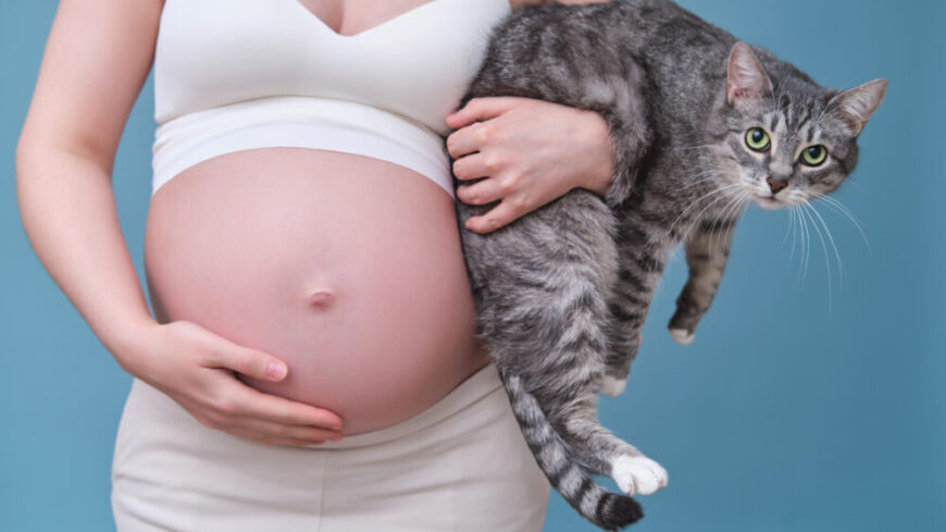 Om man har katt och är gravid är det extra viktigt med noggrann handtvätt efter att ha rengjort kattlådan, för att slippa få en toxoplasmainfektion. Foto: Getty Images