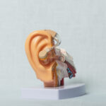 Otoskleros – orsak, symtom & behandling