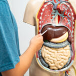 Från topp till tå: Levern