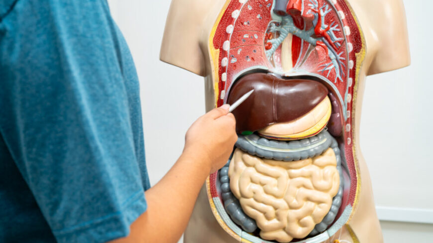 Från topp till tå: Levern