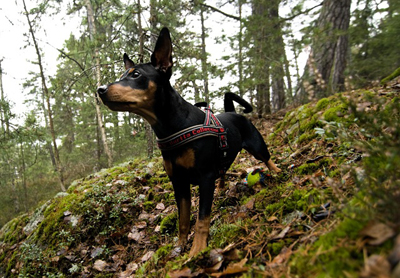 Husdjuren får oss att må bättre