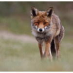 Rävens dvärgbandmask och hundens dvärgbandmask – så vet du om du är drabbad
