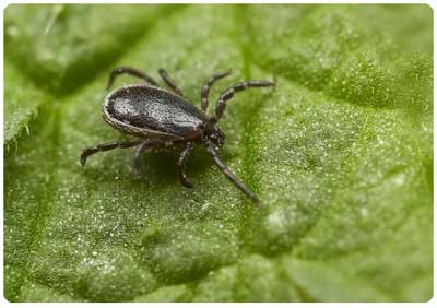 Visste du att det finns vaccin mot TBE – hjärninflammation?