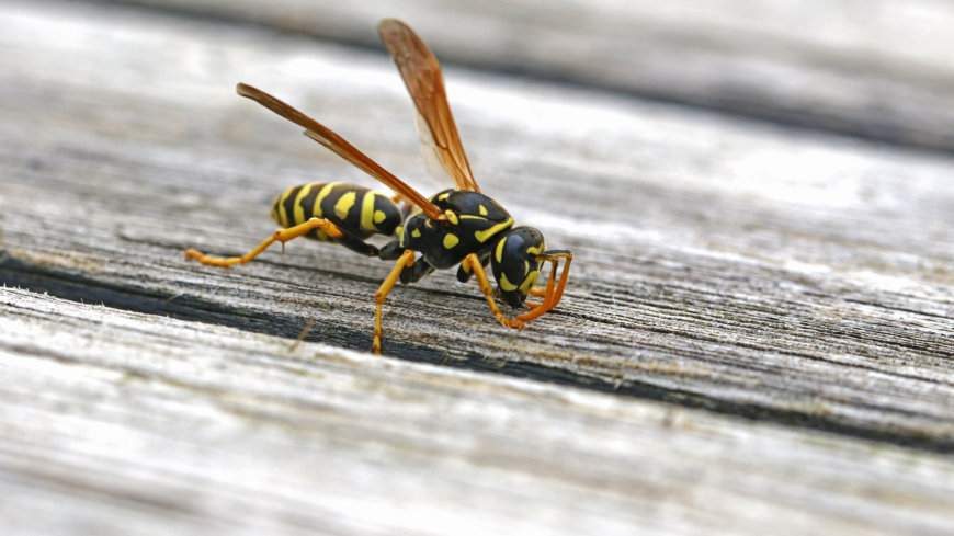 Getingstick kan vara smärtsamma, och i vissa fall kan de leda till allergiska reaktioner. Foto: Shutterstock