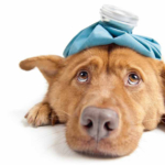 Glykol, gott men livsfarligt!