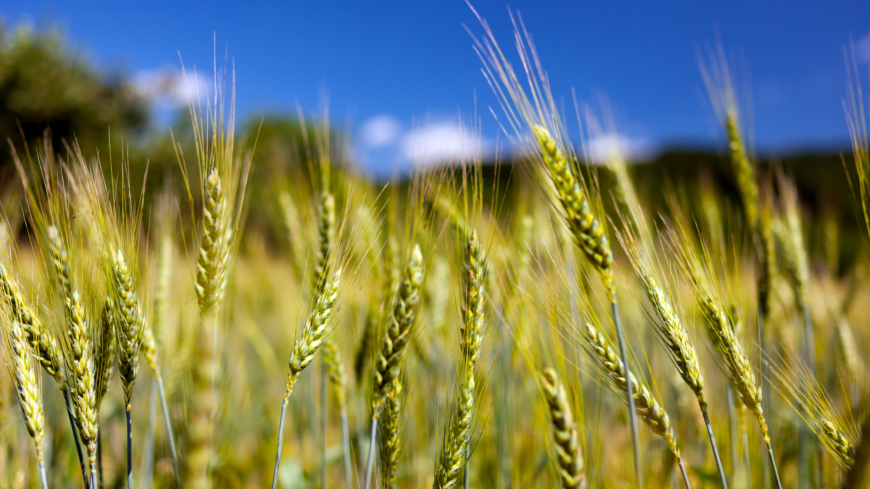 Mer rågbröd till frukost minskade hungerskänslan vid lunch. Foto: Shutterstock