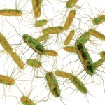 Salmonella – symtom, orsaker och behandling