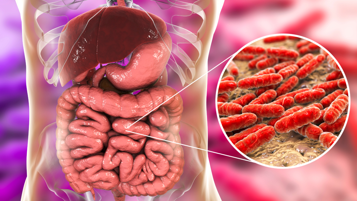 Hälsan påverkas av vår tarmflora