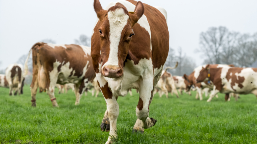 God handhygien skyddar dig som klappar kor och kalvar mot smittsamma sjukdomar. Foto: Shutterstock