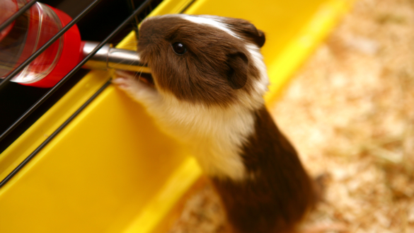 Allergitest kan skona flera djur