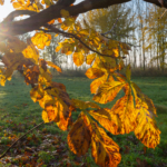 D-vitamin viktigt tillskott för nordbor