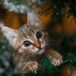 Ditt djur och stress