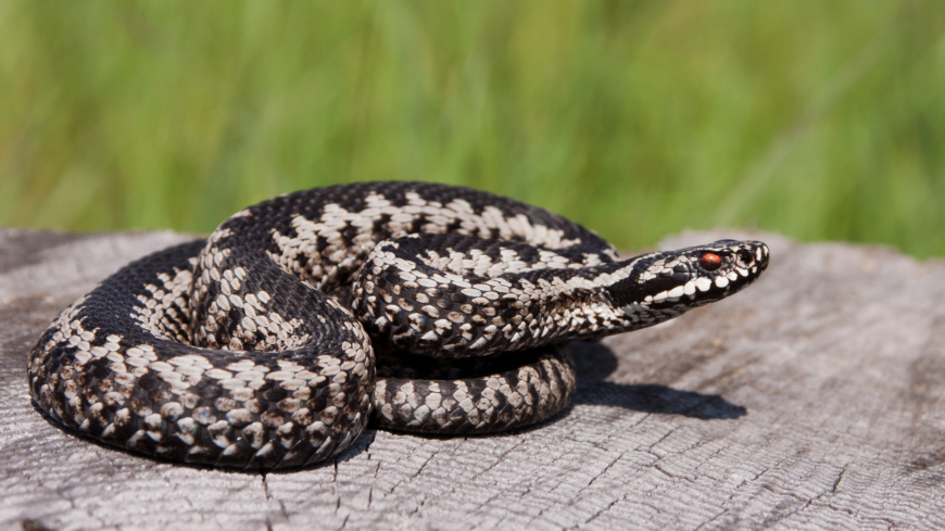 När det är varmt väder är huggormarna mer aktiva. Foto: Shutterstock