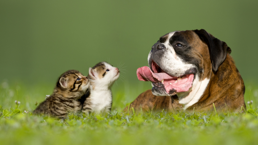 Insektsbett hos hund och katt