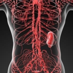 Lymfkörtelcancer (maligna lymfom): orsak, symtom & behandling