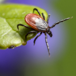 Uppmaningen: Skicka in din fästing