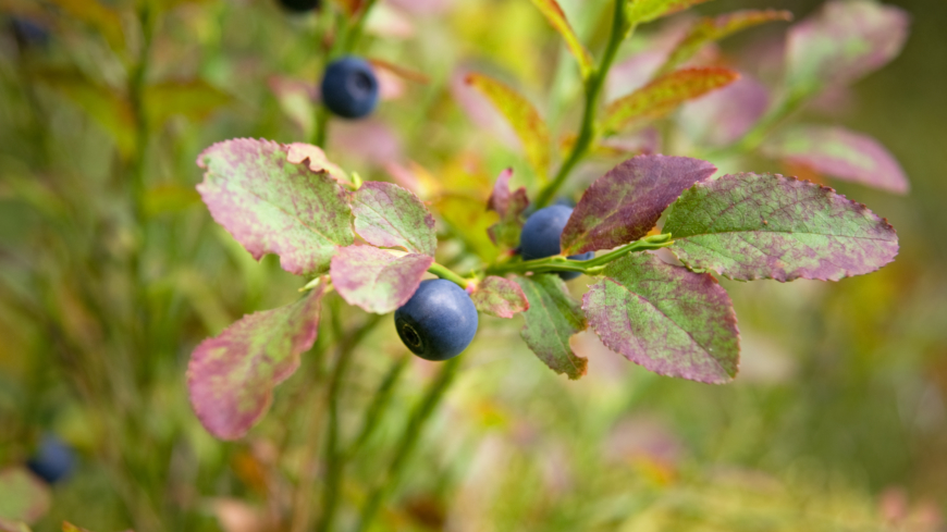 Nordisk kost sänkte blodtrycket