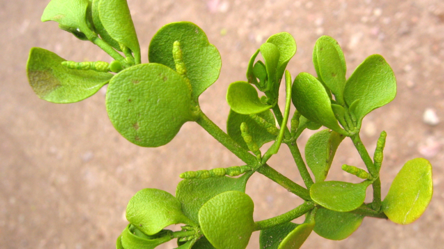 Mistel kan bli cancermedicin