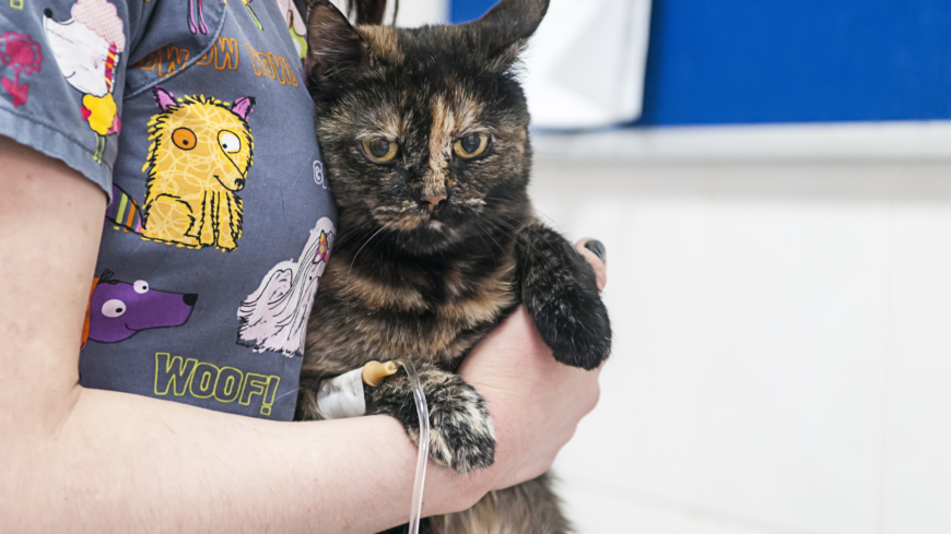 Behovet av blodgivare är lika stort hos djur som hos människor och fyllda blodbanker är därför ett måste för att liv ska kunna räddas. Foto: Shutterstock