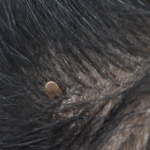 Allt om brun hundfästing (Rhipicephalus sanguineus)