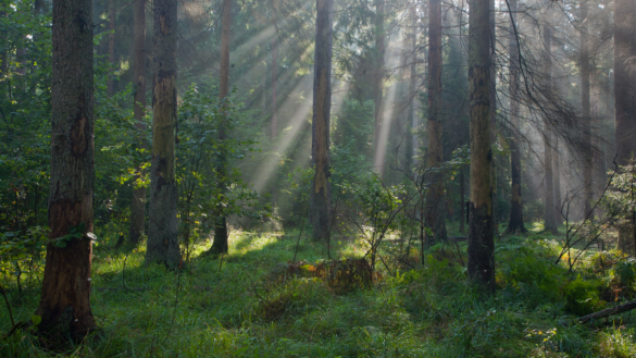 Strategier för att studera TBE-virus