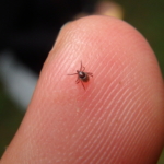 Fler fall av TBE än någonsin