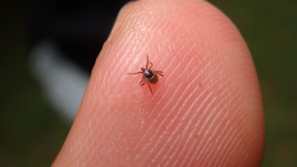 Fler fall av TBE än någonsin