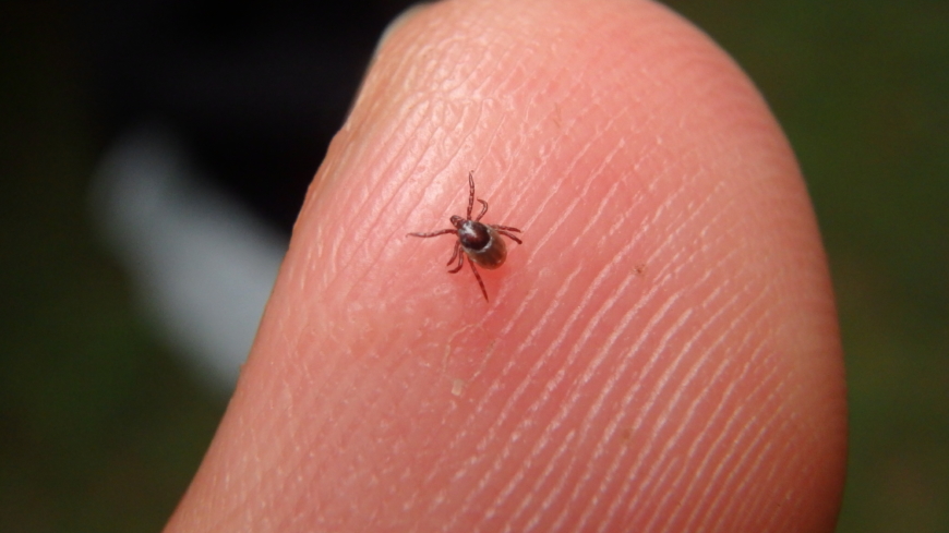 Fler fall av TBE än någonsin