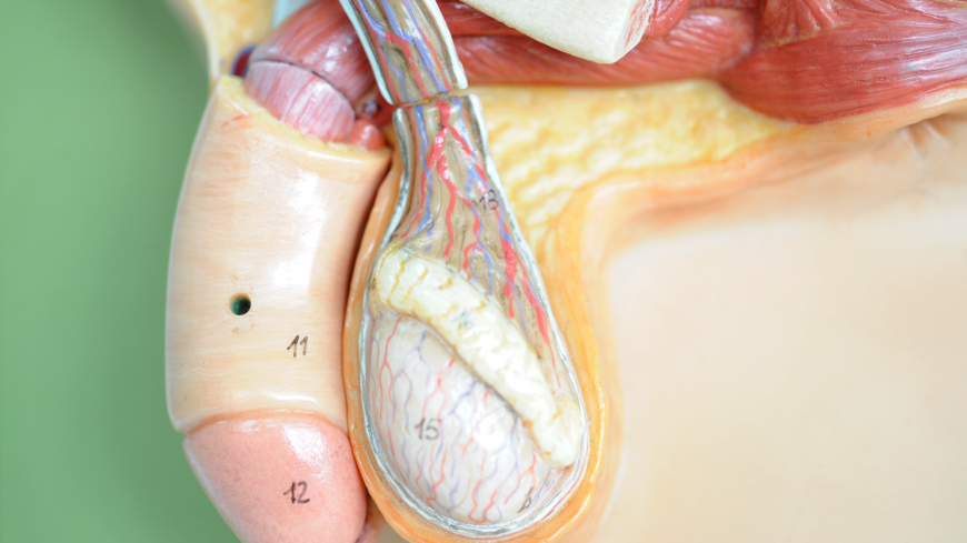 Klinefelters syndrom innebär bland annat att testiklarna slutar växa i puberteten. Foto: Shutterstock