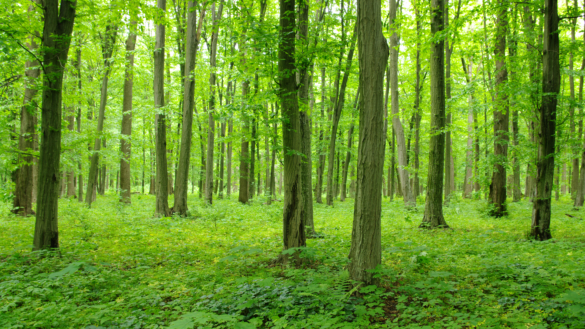 Bor du nära en lövskog? Det kan minska stress